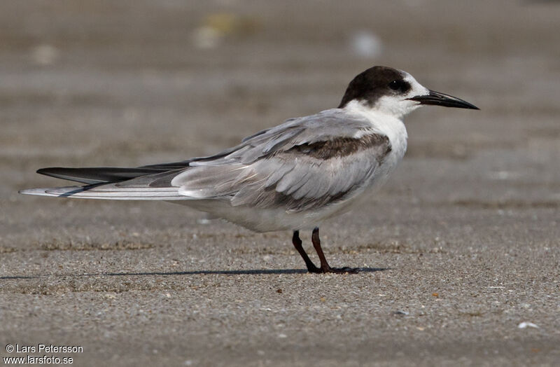 Common Tern