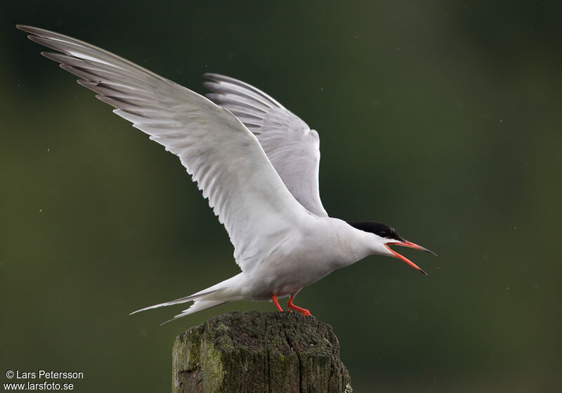 Common Tern