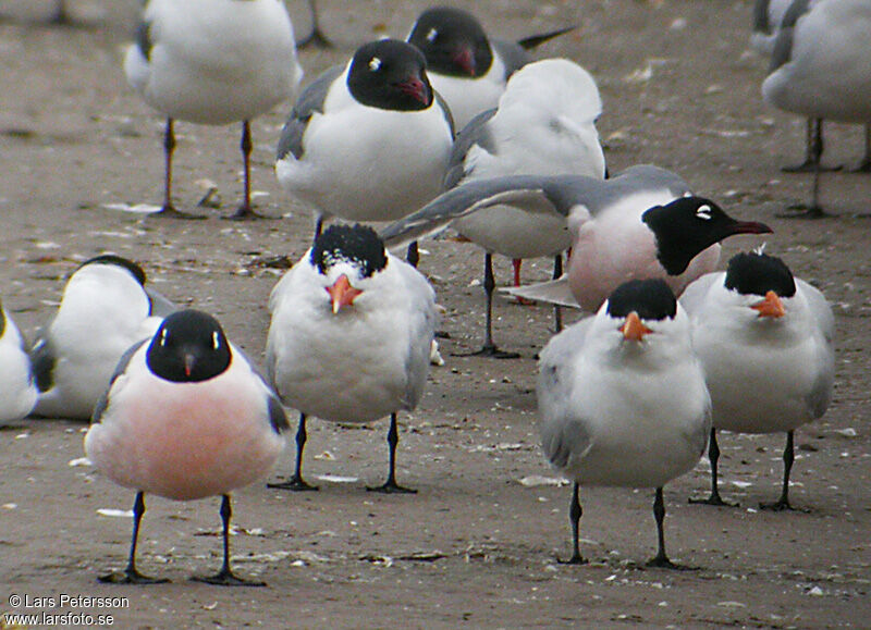 Royal Tern