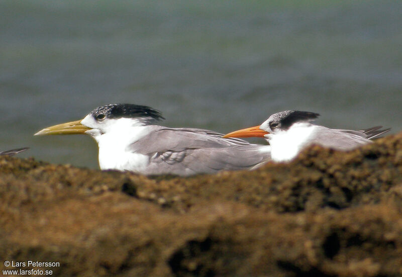 Lesser Crested Tern