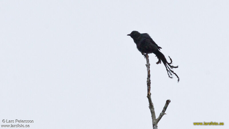 Long-tailed Starling