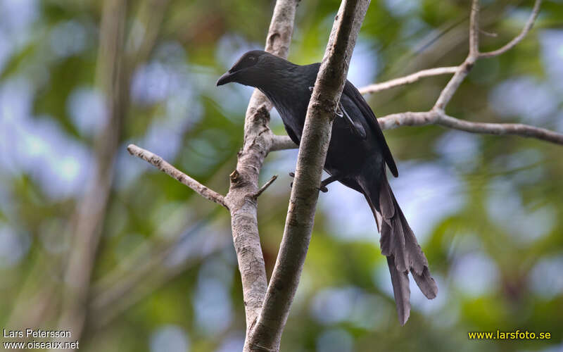 Long-tailed Starlingadult, identification