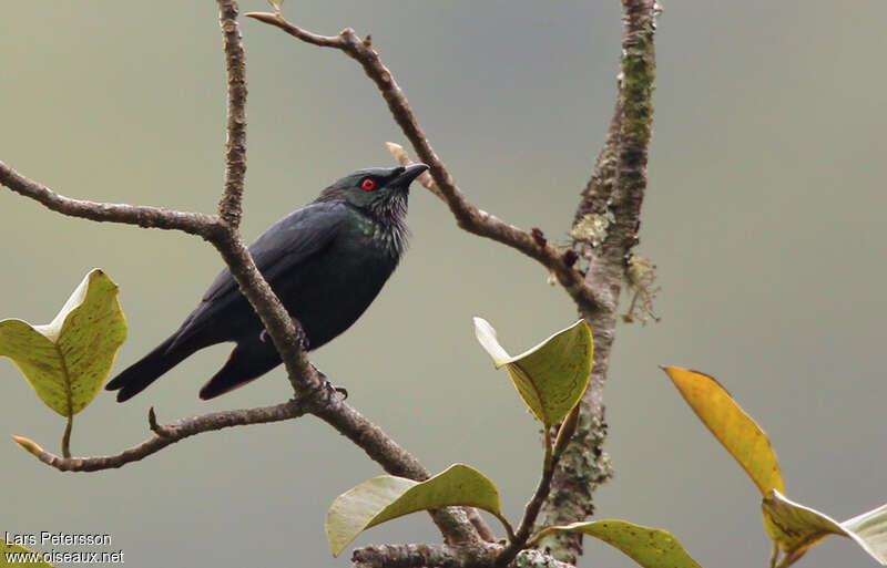 Short-tailed Starlingadult