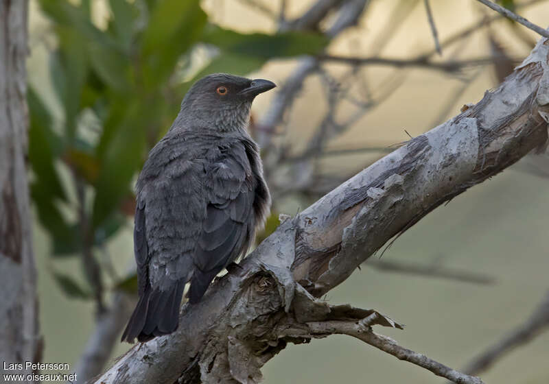 Striated Starling