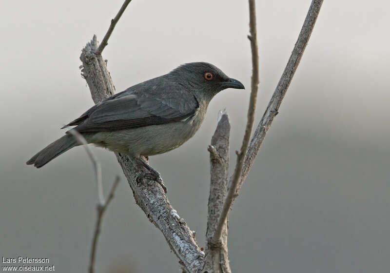 Striated Starling female adult, identification