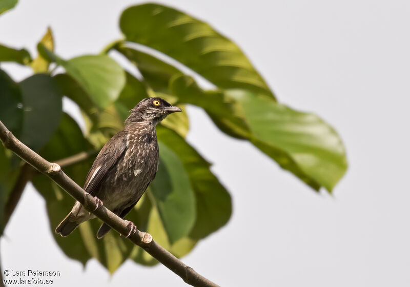 Polynesian Starling