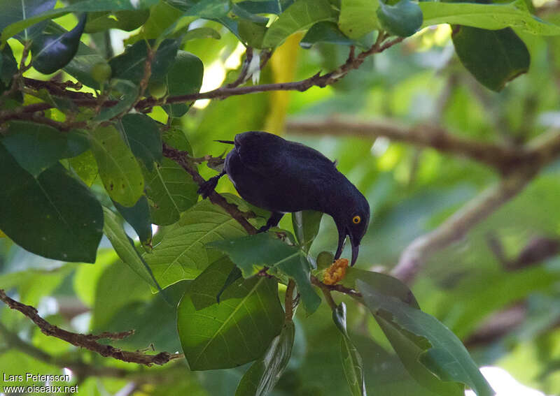 Atoll Starlingadult, feeding habits