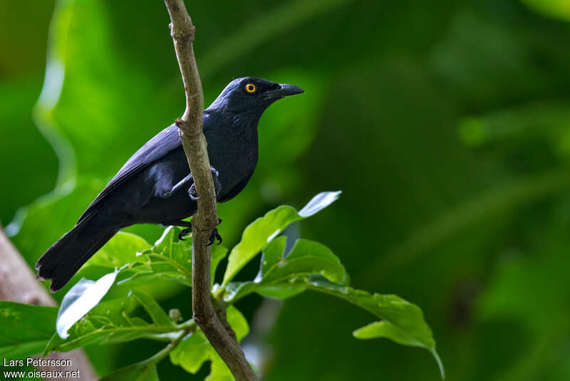 Atoll Starlingadult, identification