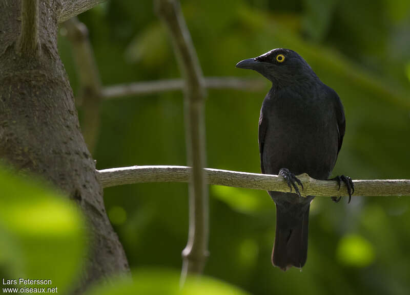 Atoll Starlingadult, identification