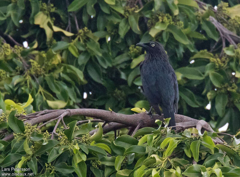 Brown-winged Starlingadult, identification