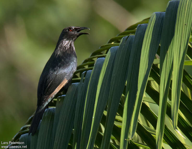 Brown-winged Starlingadult, identification