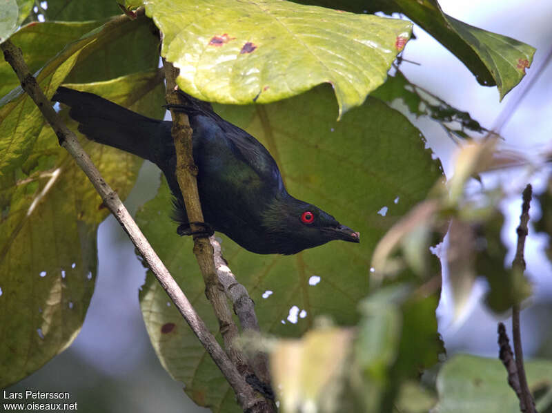 Metallic Starlingadult, feeding habits