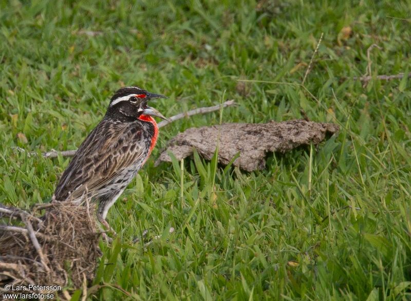 Peruvian Meadowlark