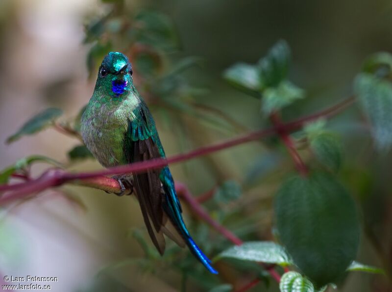 Long-tailed Sylph