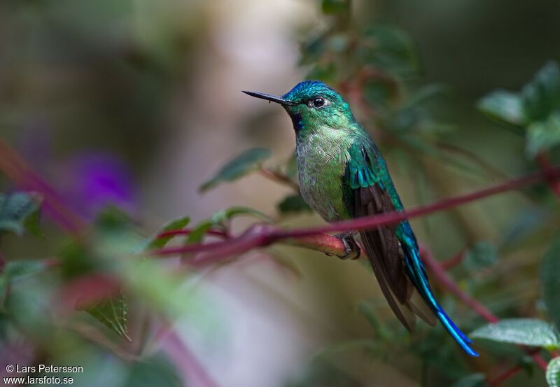 Long-tailed Sylph