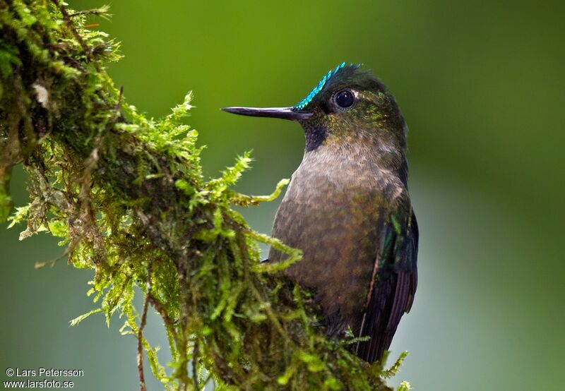 Violet-tailed Sylph