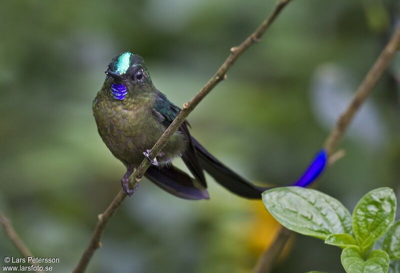 Violet-tailed Sylph