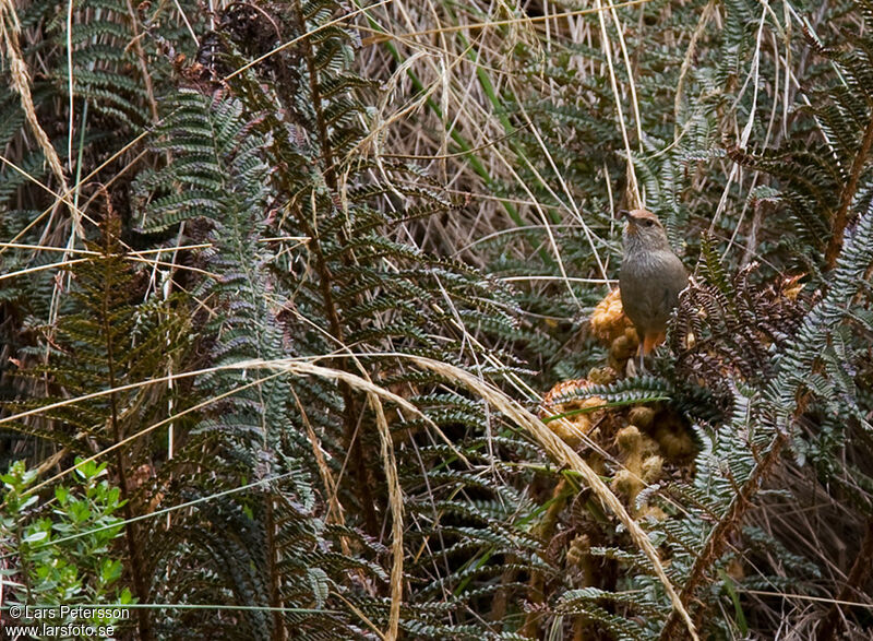 Rusty-fronted Canastero