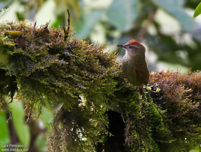 Ash-browed Spinetailadult, habitat, pigmentation