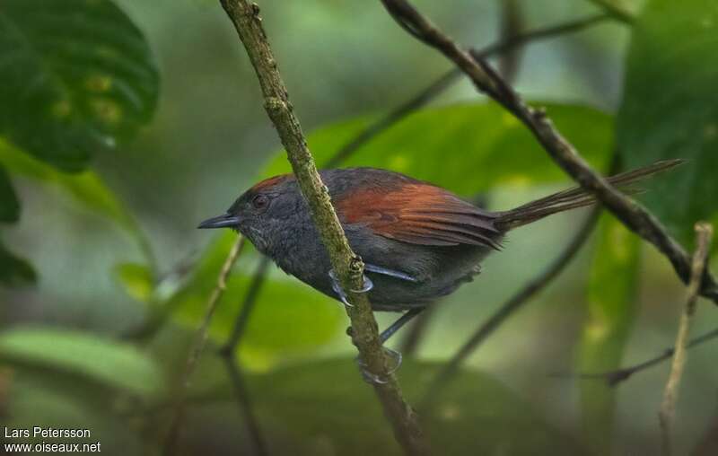 Slaty Spinetailadult, identification