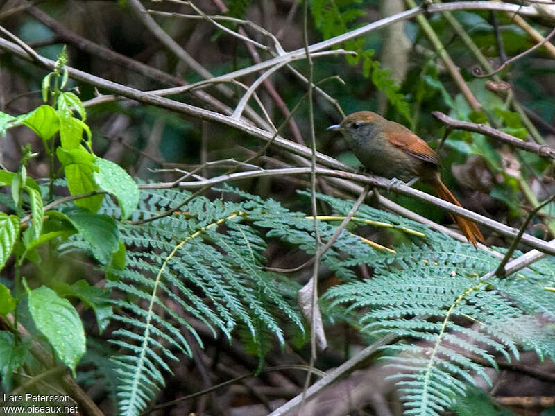 Synallaxe de Bahiaadulte, identification