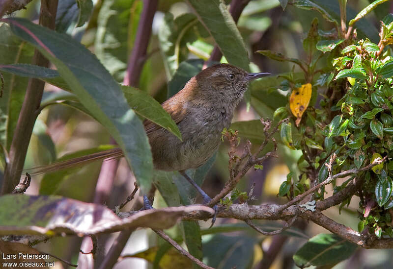 Synallaxe de Helleradulte, habitat, pigmentation