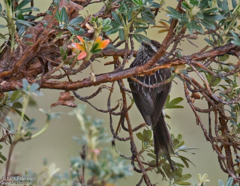 Andean Tit-Spinetail