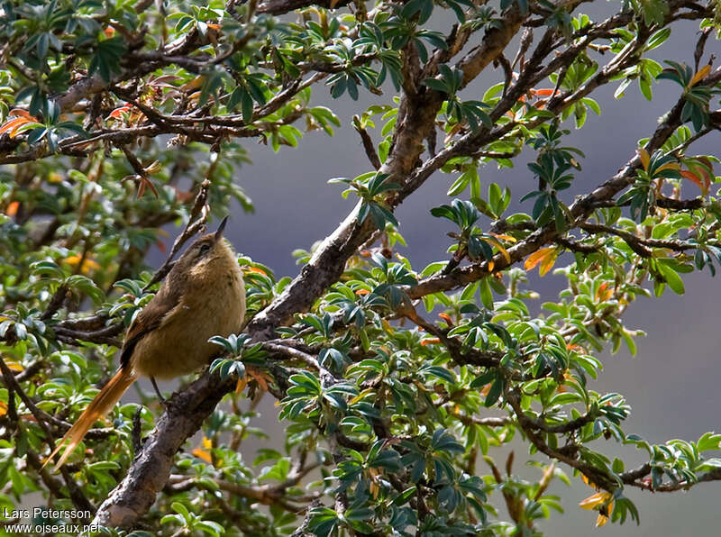 Tawny Tit-Spinetailadult, identification