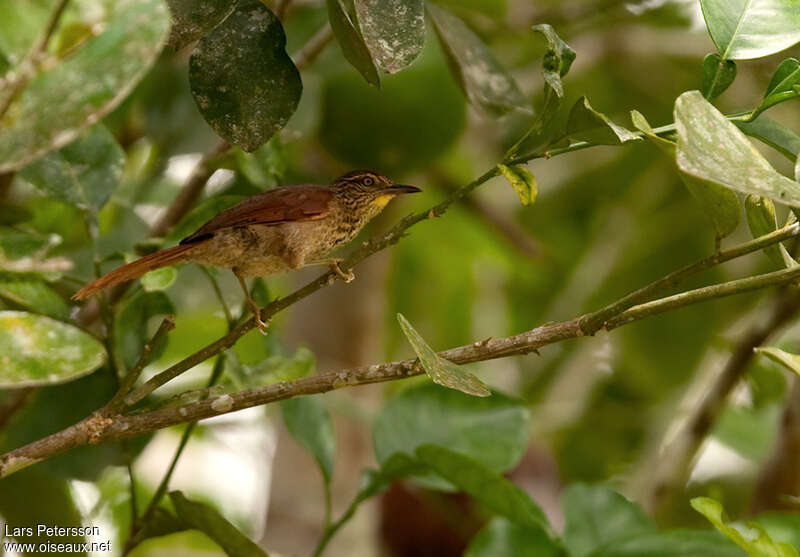 Synallaxe ponctué, identification