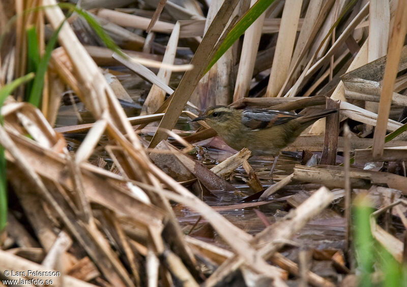 Wren-like Rushbird