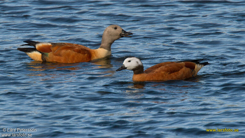 South African Shelduck