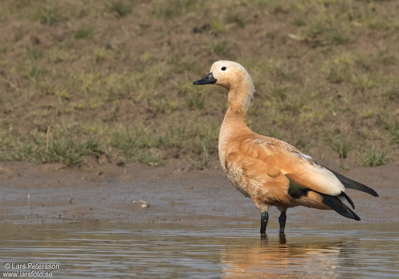 Ruddy Shelduck