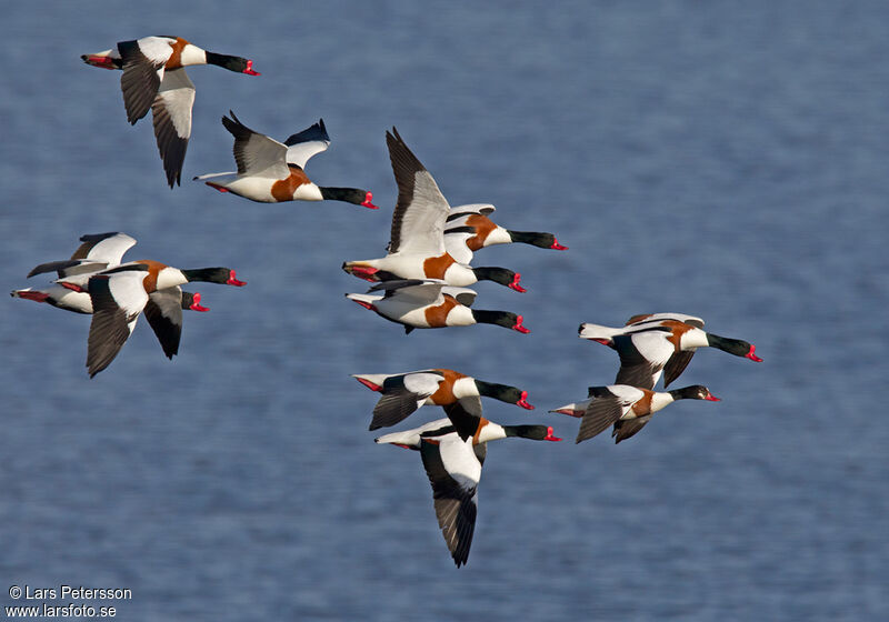 Common Shelduck