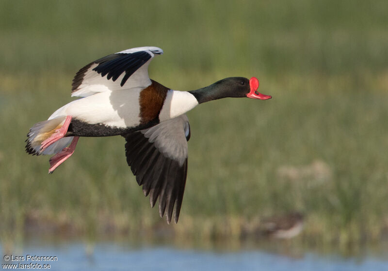 Common Shelduck