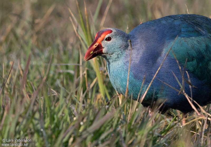 Grey-headed Swamphen