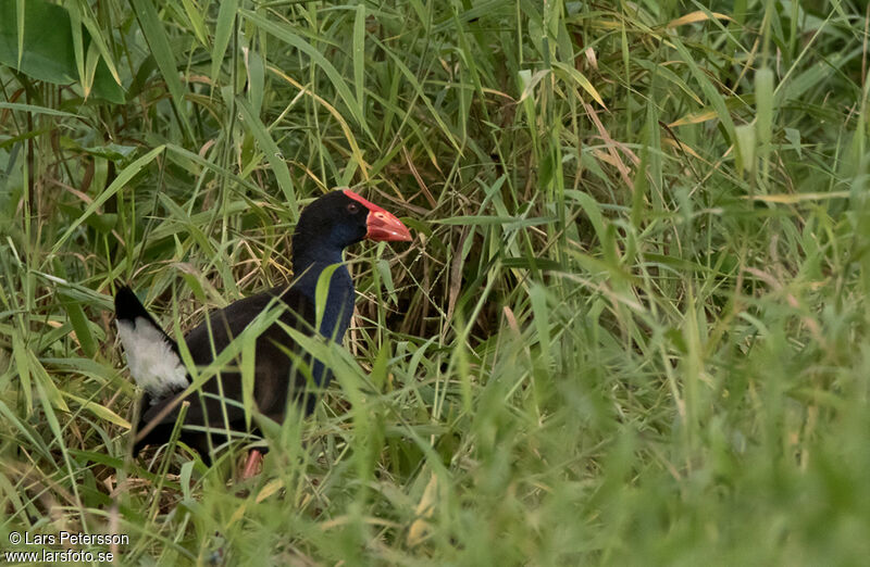 Australasian Swamphen