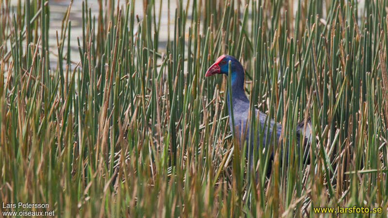 African Swamphenadult, habitat