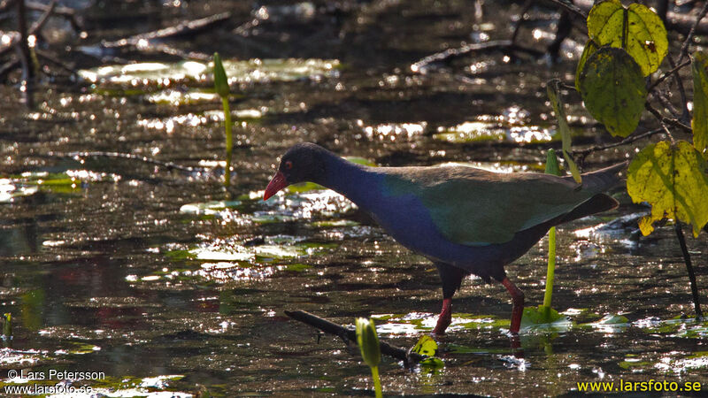 Allen's Gallinule