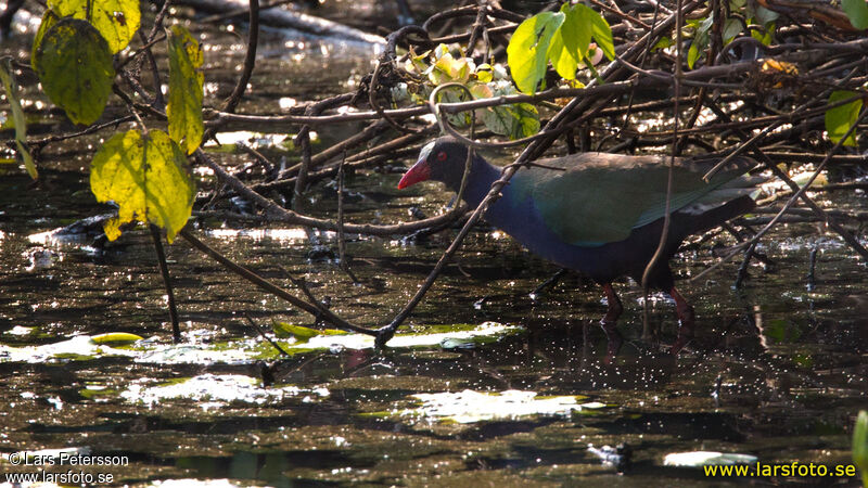 Allen's Gallinule