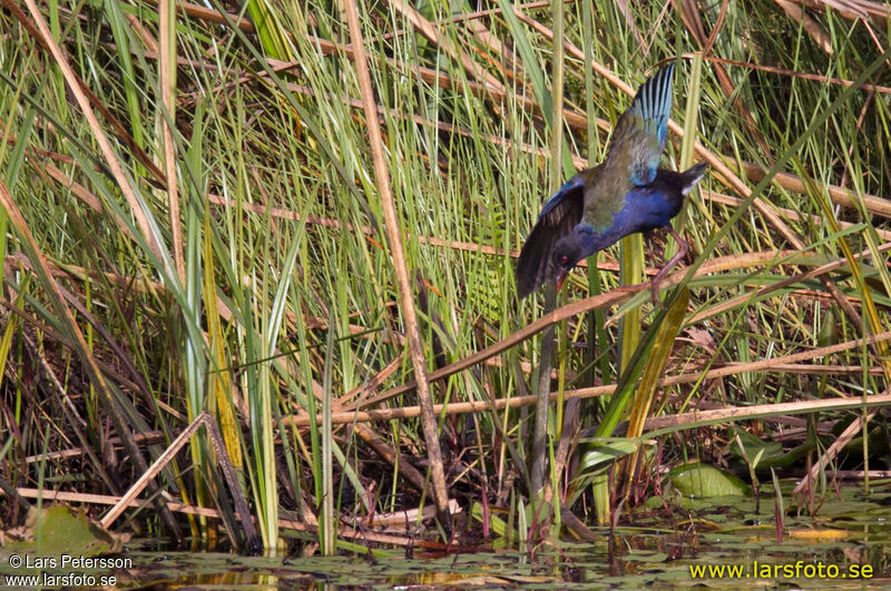 Allen's Gallinulesubadult, habitat, pigmentation, Behaviour