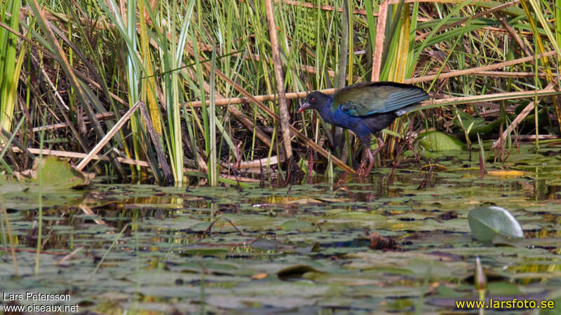 Talève d'Allenadulte internuptial, habitat, pigmentation