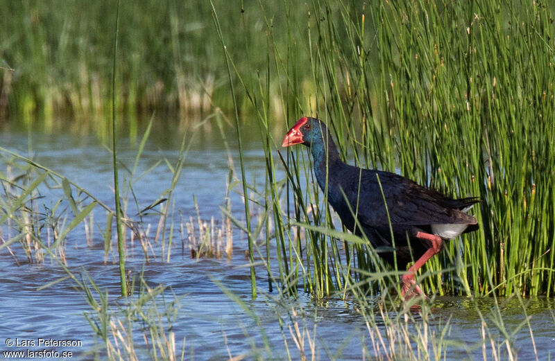 Western Swamphen