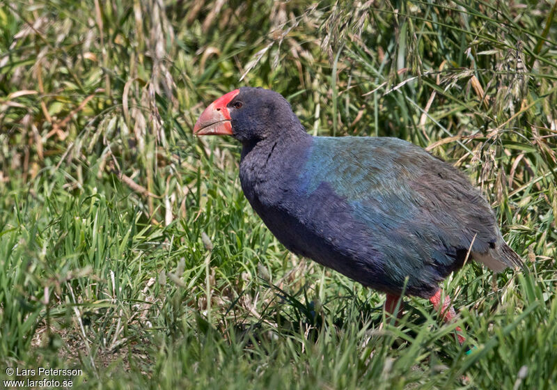 South Island Takahe