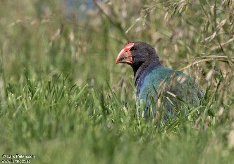 South Island Takahe