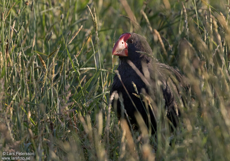 South Island Takahe