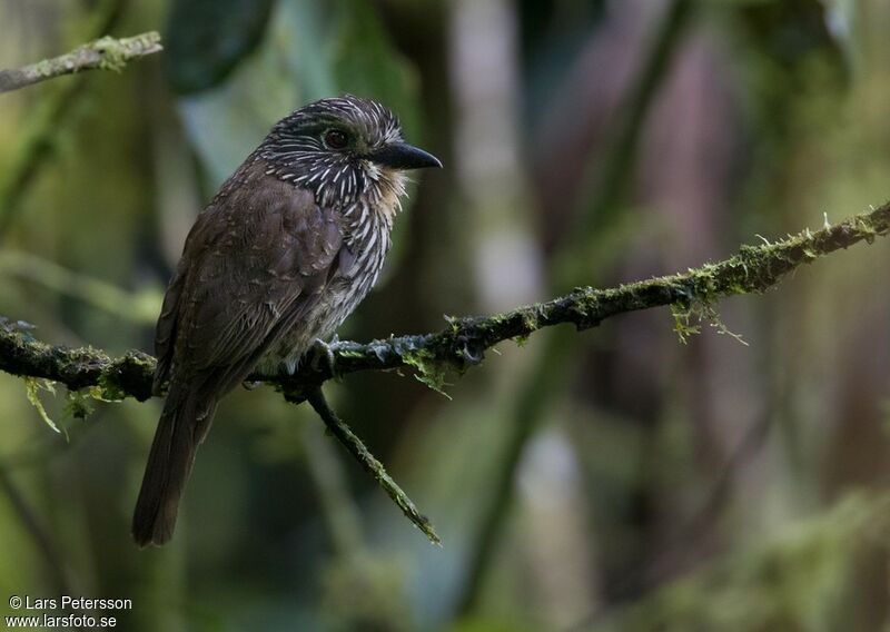 Black-streaked Puffbird