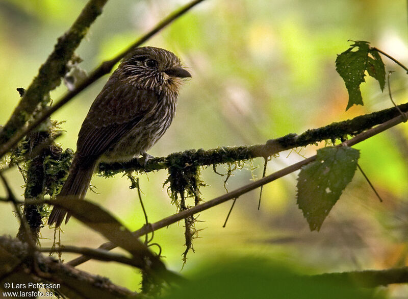 Black-streaked Puffbird