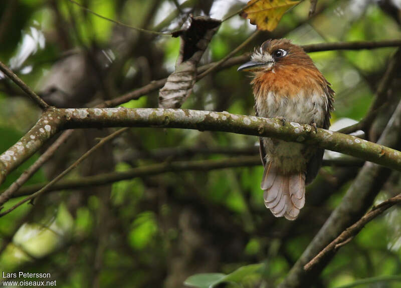 Moustached Puffbird male adult, close-up portrait