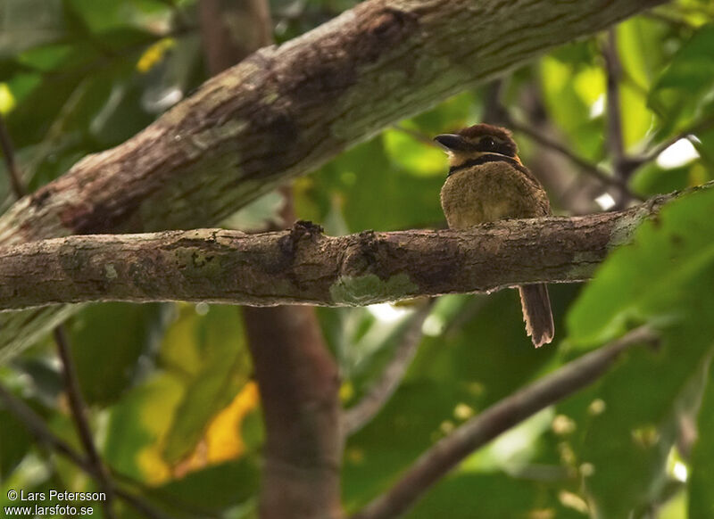 Chestnut-capped Puffbird