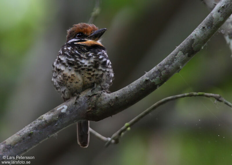 Spotted Puffbird